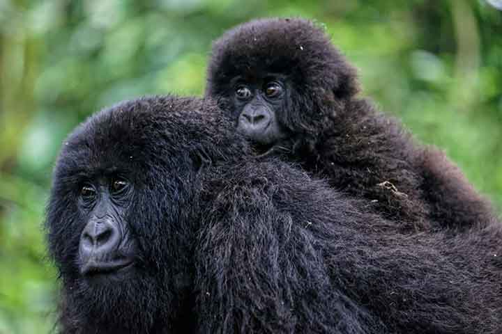 3 Days Gorilla Tracking Tour in Rwanda