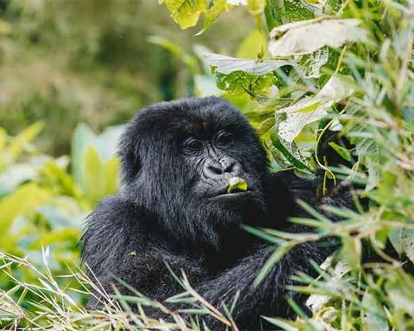 gorilla-tracking-in-Rwanda
