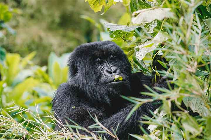 gorilla-tracking-in-Rwanda
