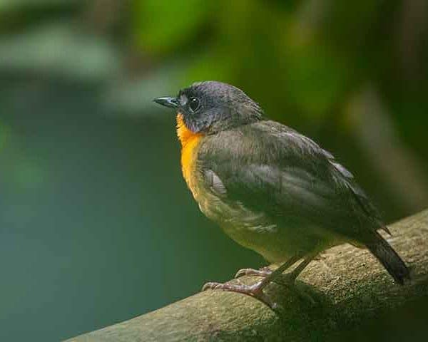 birding safari