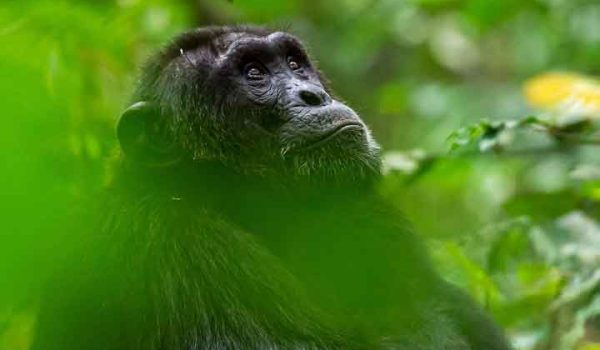 8 Days Uganda Safari