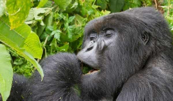 Affordable Gorilla Trekking in Uganda and Rwanda