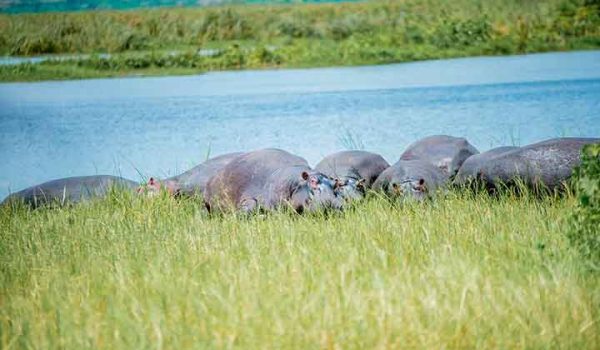 hippos--lake-ihema-rwanda