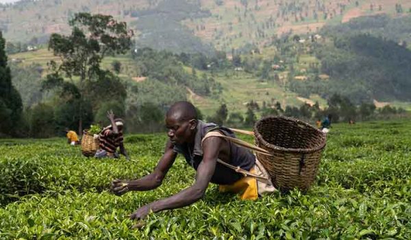 tea-plucking activity