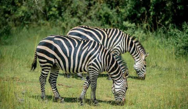 zebra-grazing-in-Akagera
